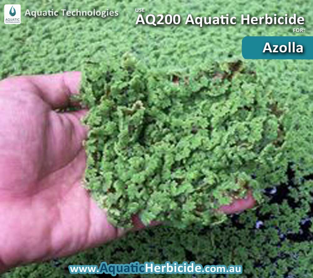 aquatic-technologies-herbicide-azolla-08