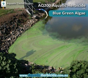 aquatic-technologies-herbicide-blue-green-algae-06