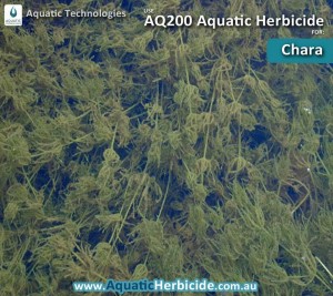 aquatic-technologies-herbicide-chara-06