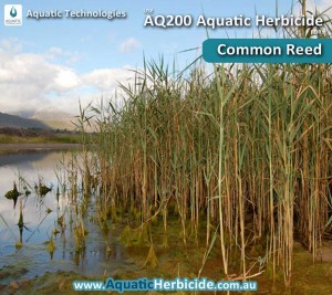 aquatic-technologies-herbicide-common-reed-05