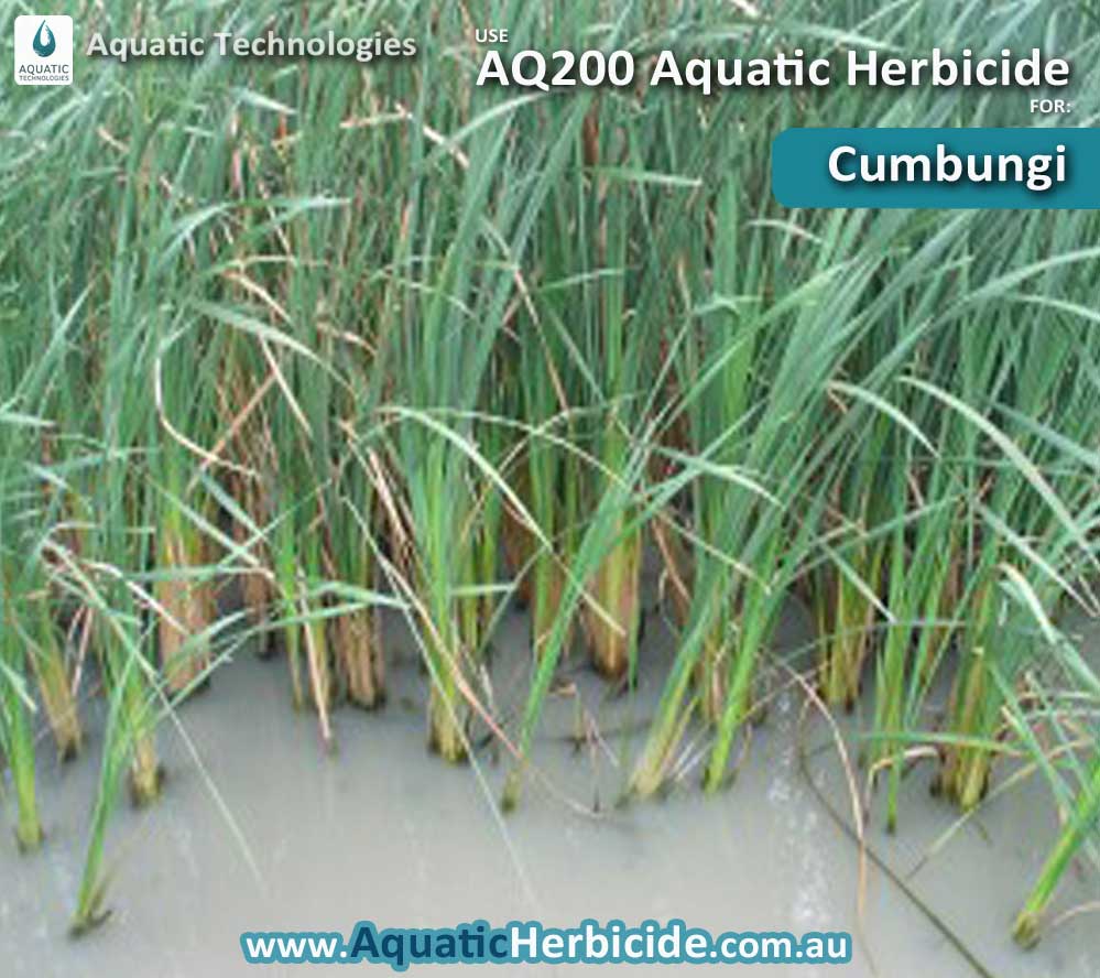 Emergent Aquatic Weeds Aquatic Herbicide AQ200