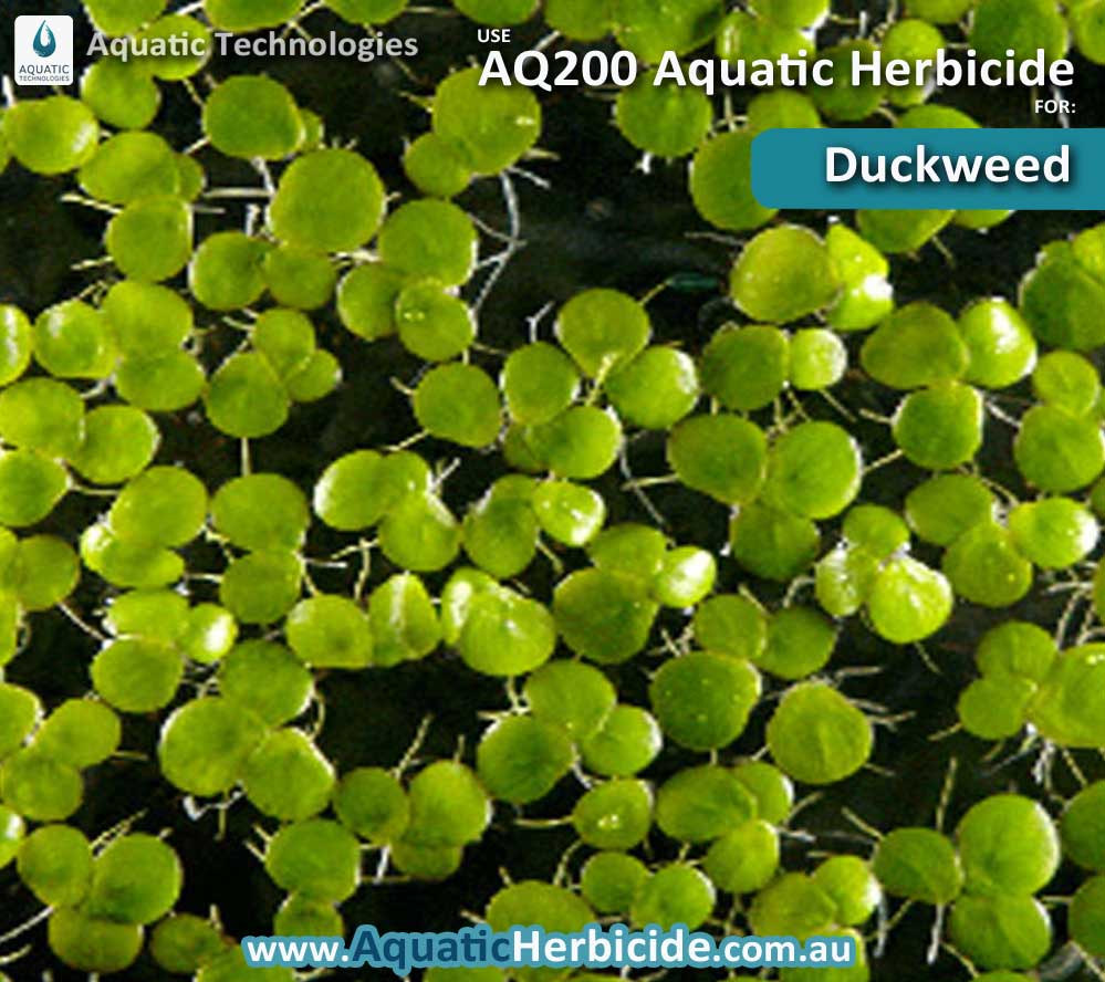 How to Control Free Floating & Floating Attached Aquatic Weeds