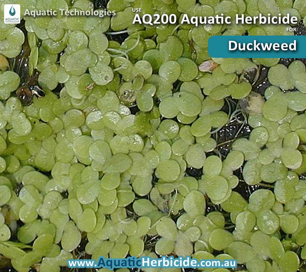 aquatic-technologies-herbicide-duckweed-02