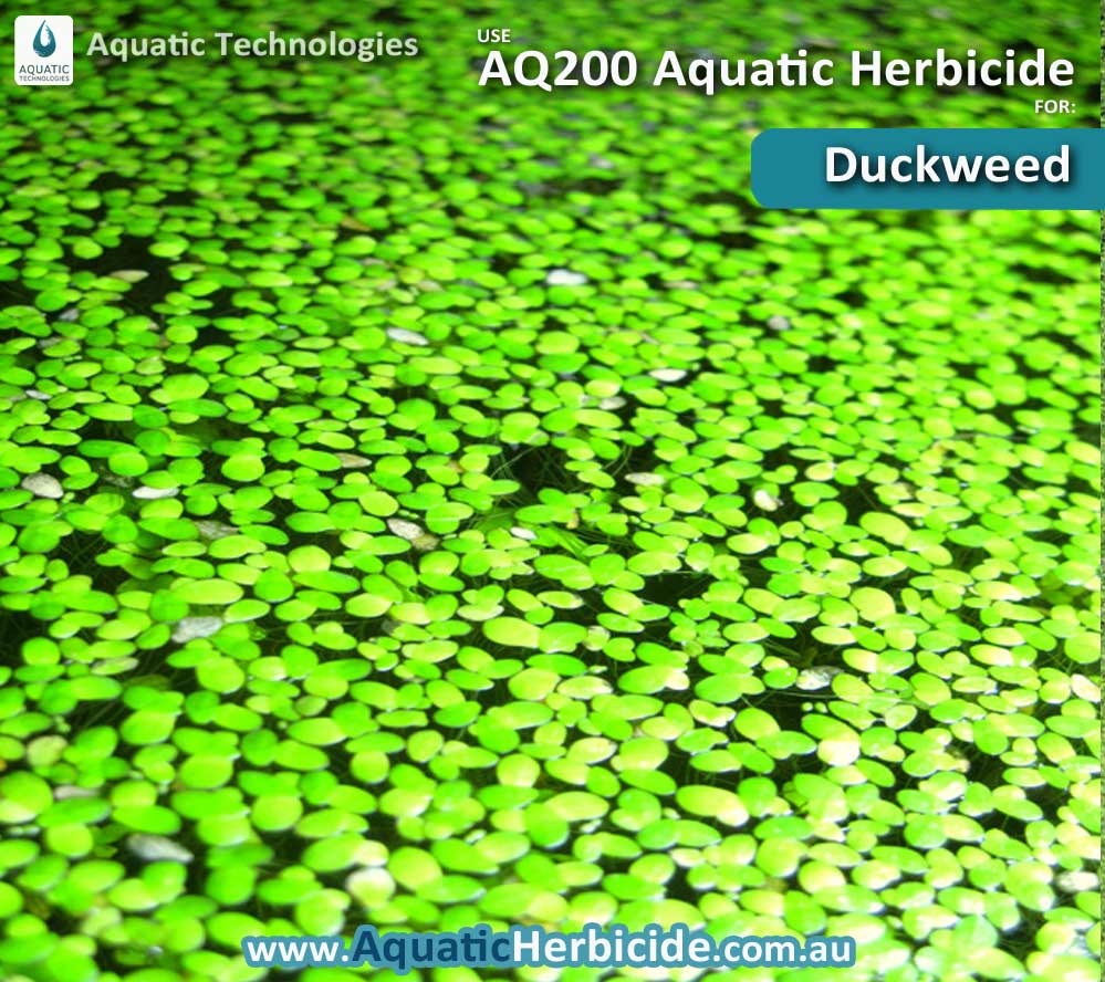 aquatic-technologies-herbicide-duckweed-04