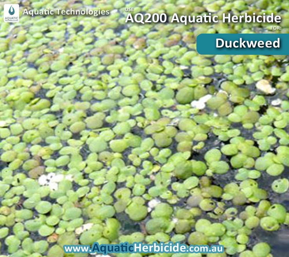 aquatic-technologies-herbicide-duckweed-06