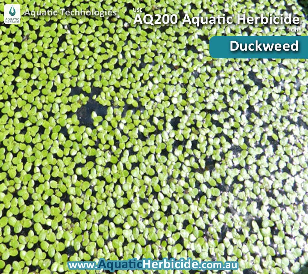 aquatic-technologies-herbicide-duckweed-07