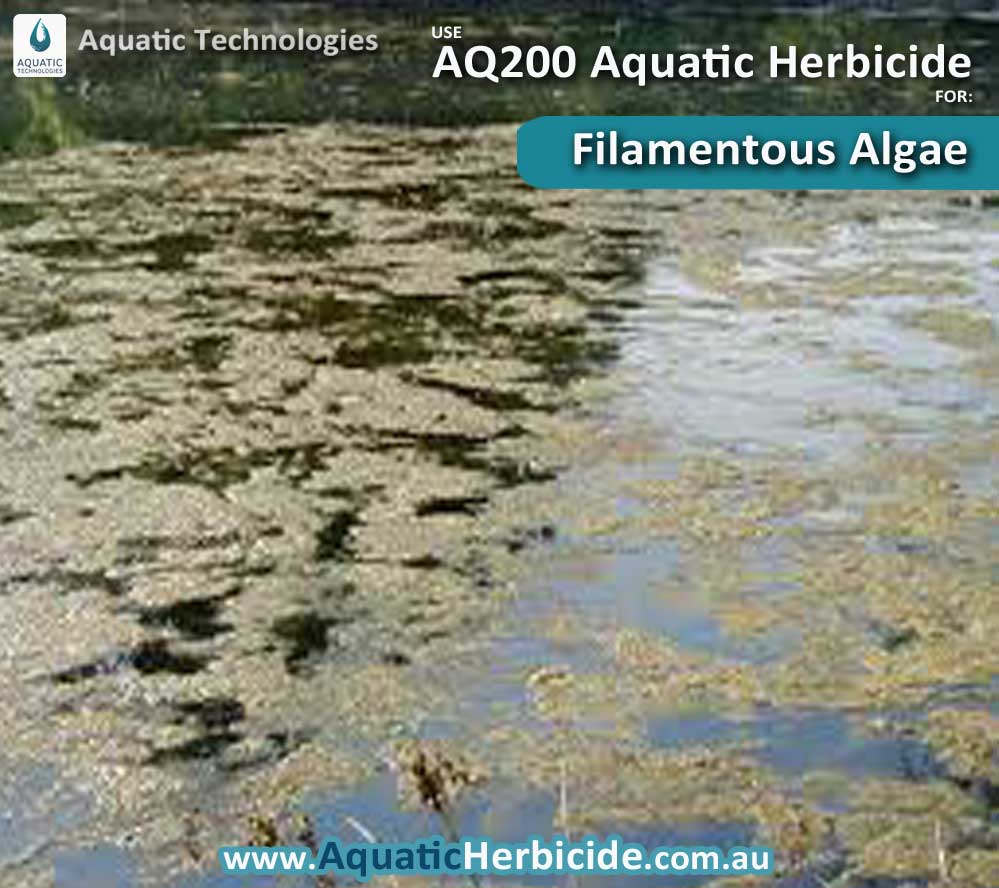 Submerged Aquatic Weeds Aquatic Weed Herbicide