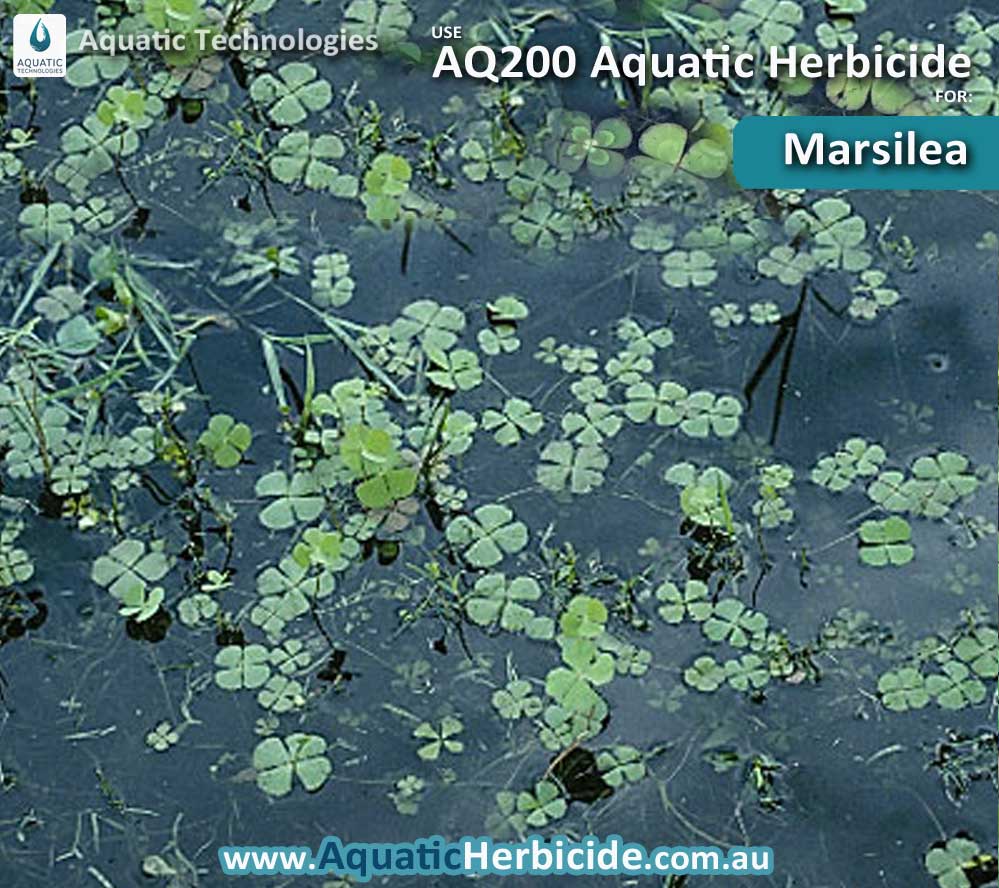 aquatic-technologies-herbicide-marsilea-02