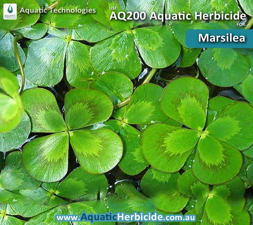 aquatic-technologies-herbicide-marsilea-03