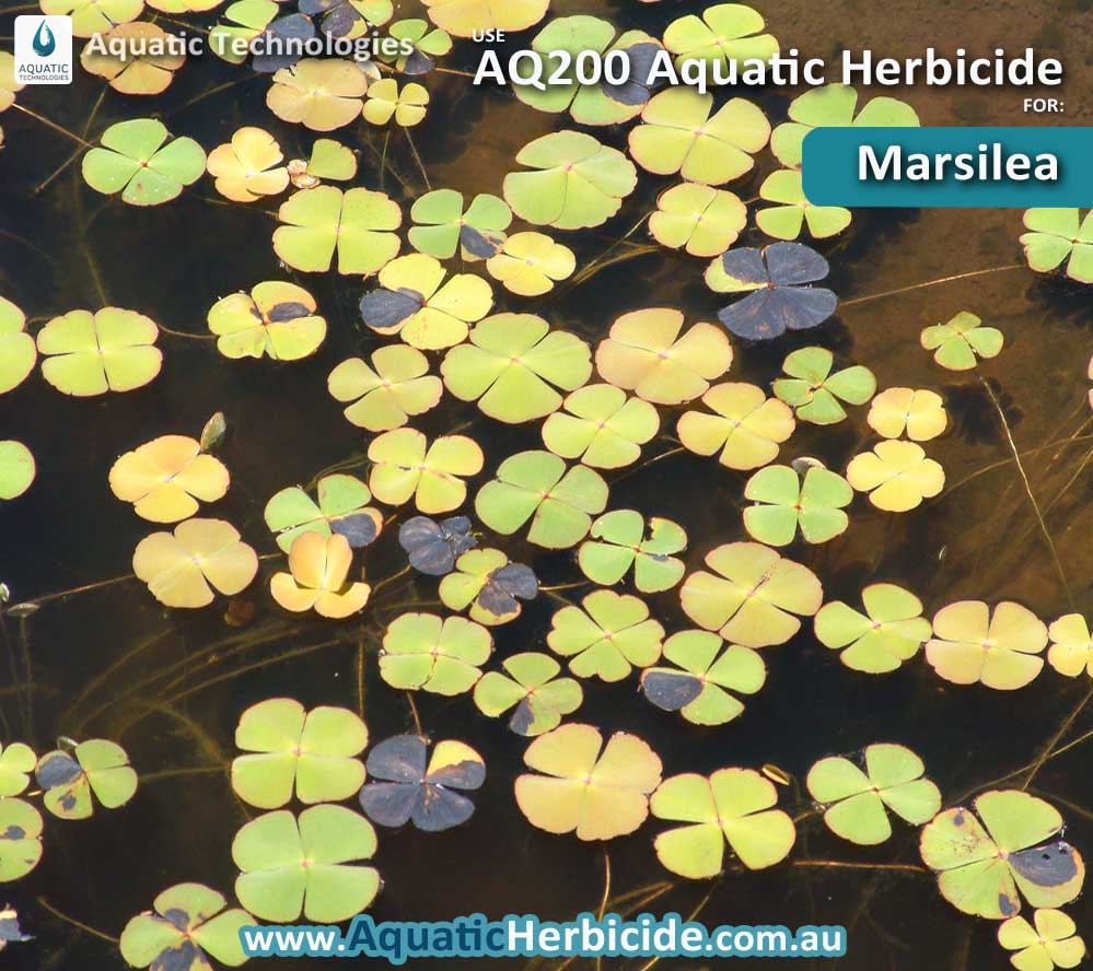 aquatic-technologies-herbicide-marsilea-04
