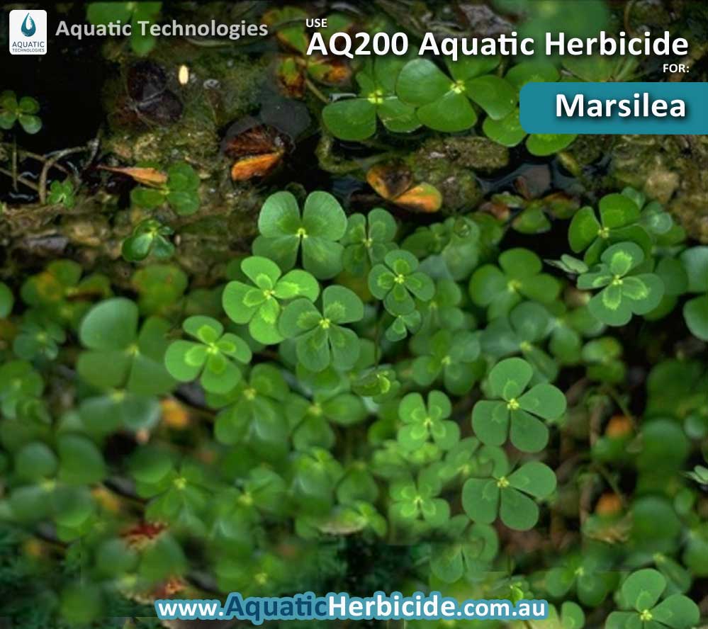 aquatic-technologies-herbicide-marsilea-06
