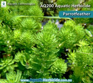 aquatic-technologies-herbicide-parrotfeather-03