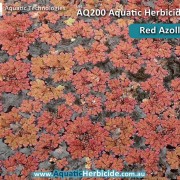 aquatic-technologies-herbicide-red-azolla-02
