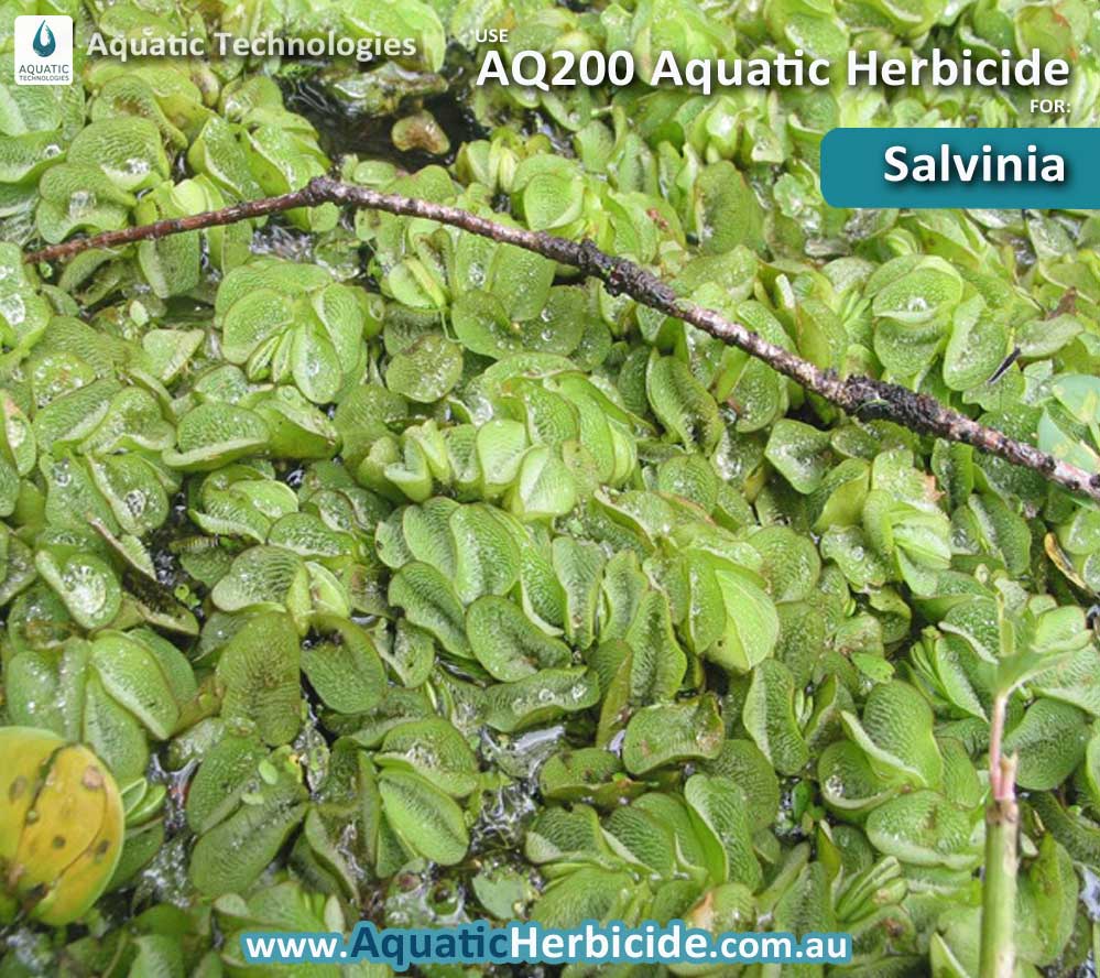 aquatic-technologies-herbicide-salvinia-03