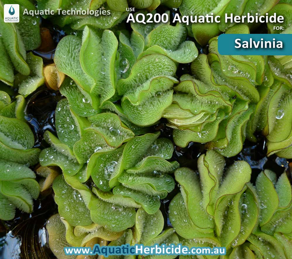 aquatic-technologies-herbicide-salvinia-04