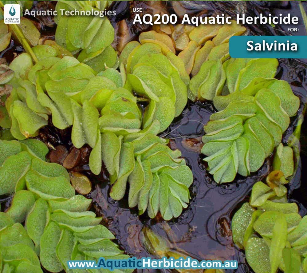 aquatic-technologies-herbicide-salvinia-05