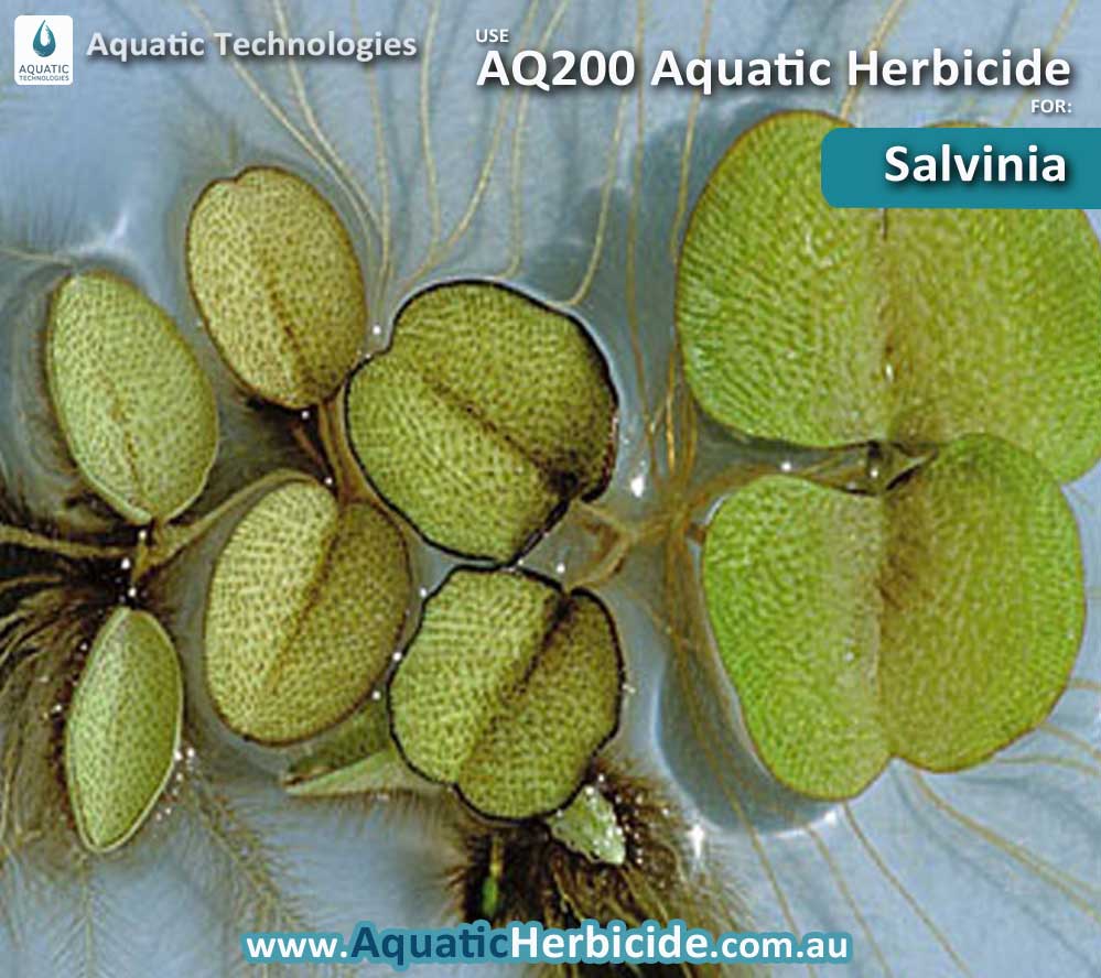 aquatic-technologies-herbicide-salvinia-06