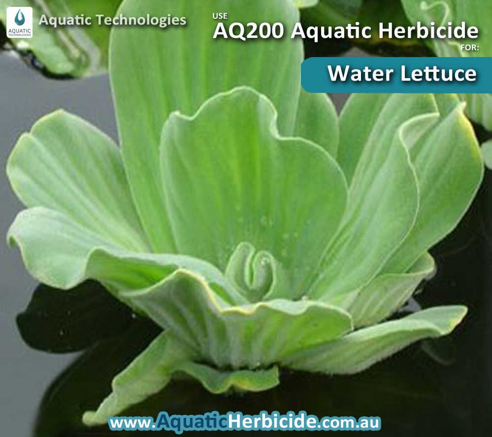 aquatic-technologies-herbicide-water-lettuce-01
