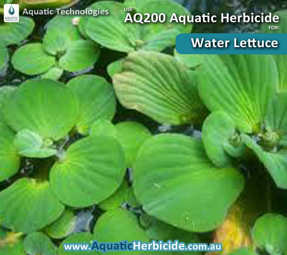 aquatic-technologies-herbicide-water-lettuce-02