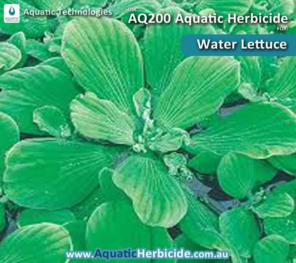 aquatic-technologies-herbicide-water-lettuce-04