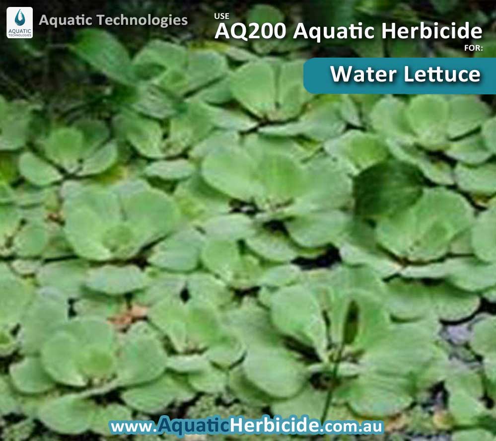 aquatic-technologies-herbicide-water-lettuce-05