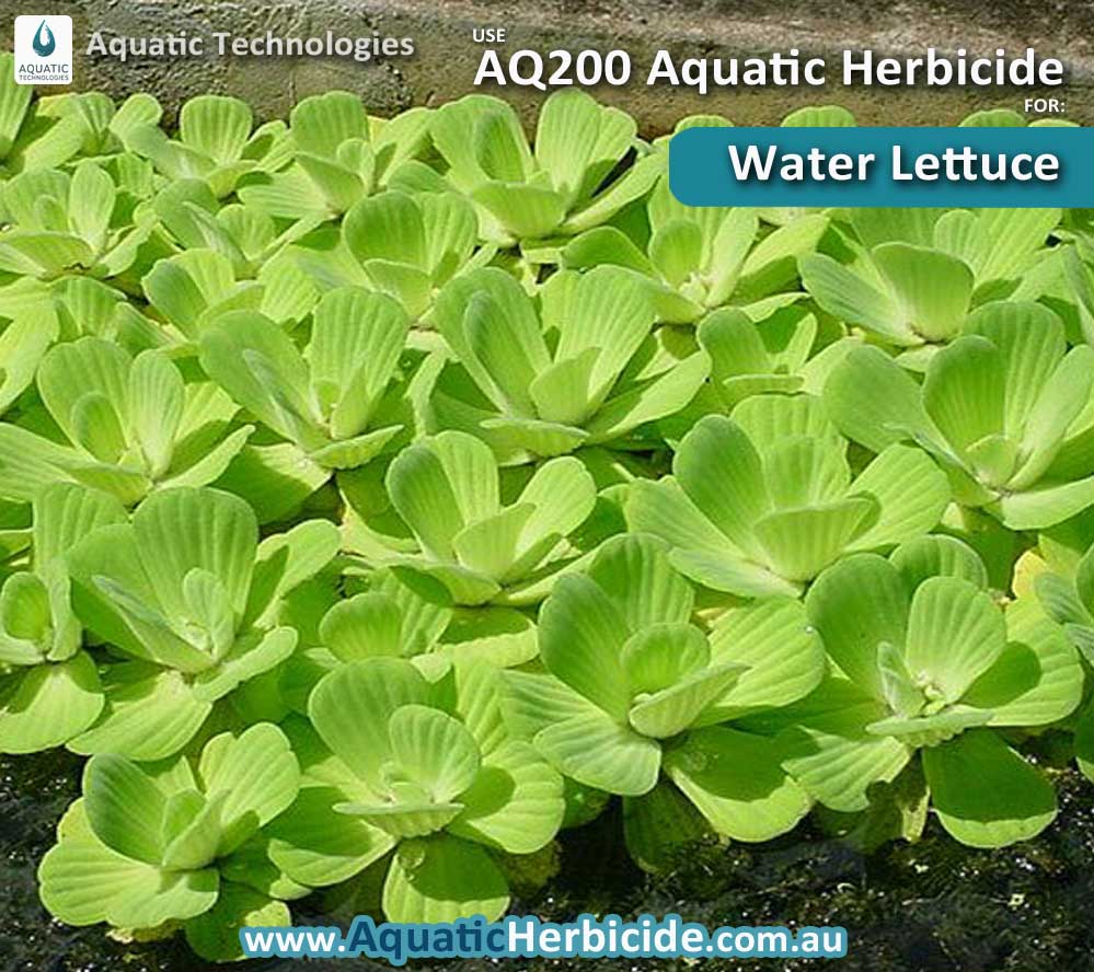 aquatic-technologies-herbicide-water-lettuce-06