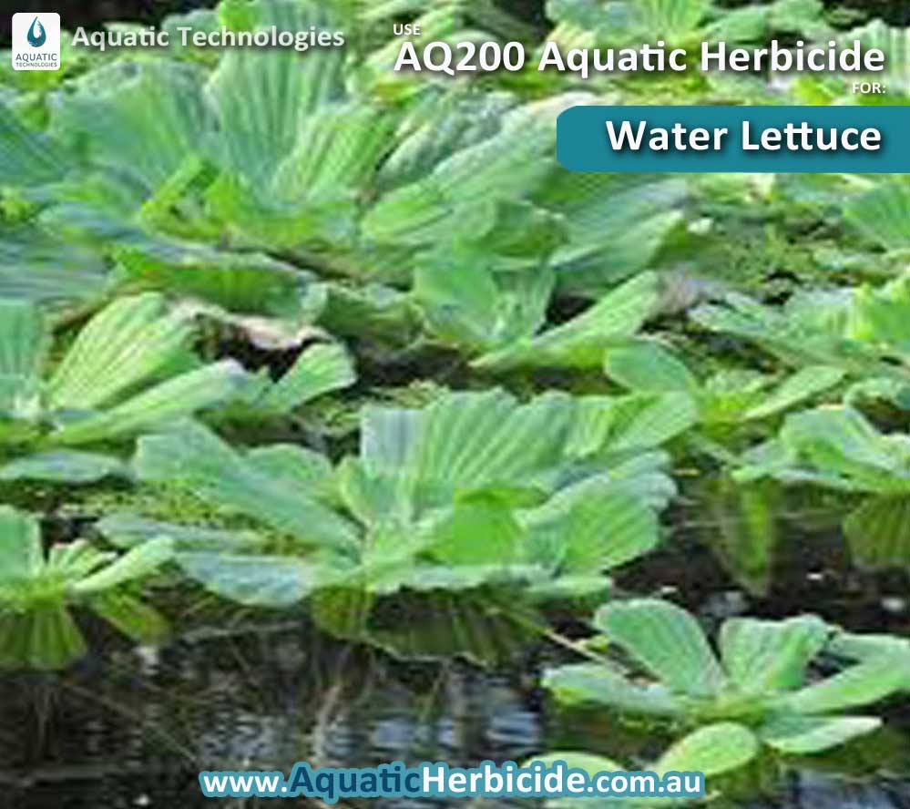 aquatic-technologies-herbicide-water-lettuce-07
