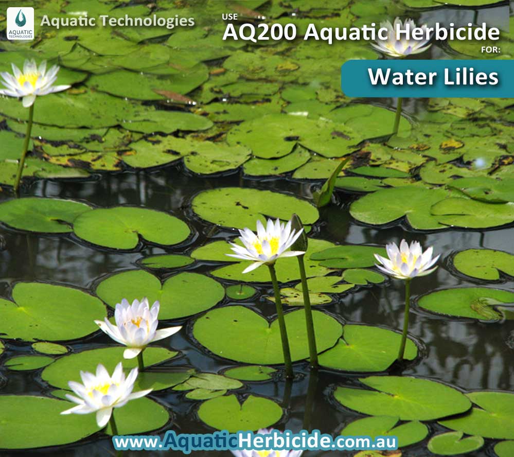 aquatic-technologies-herbicide-water-lilies-01