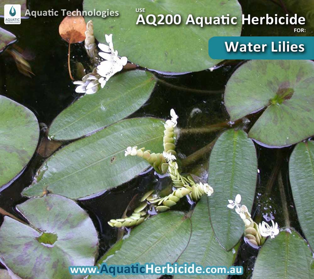 aquatic-technologies-herbicide-water-lilies-04