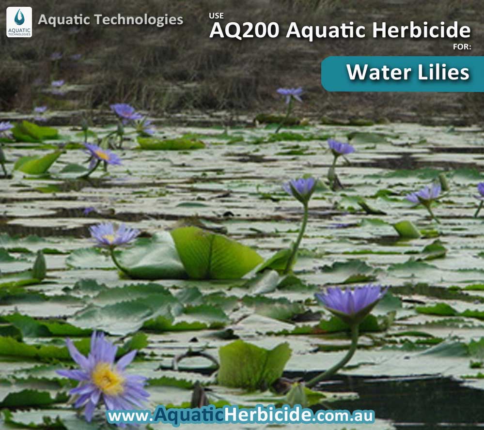 aquatic-technologies-herbicide-water-lilies-05