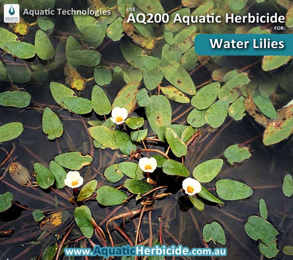 aquatic-technologies-herbicide-water-lilies-06