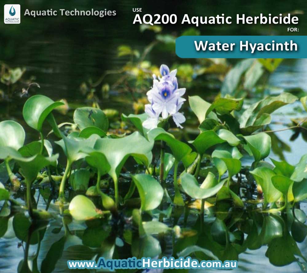 aquatic-technologies-herbicide-waterhyacinth-01