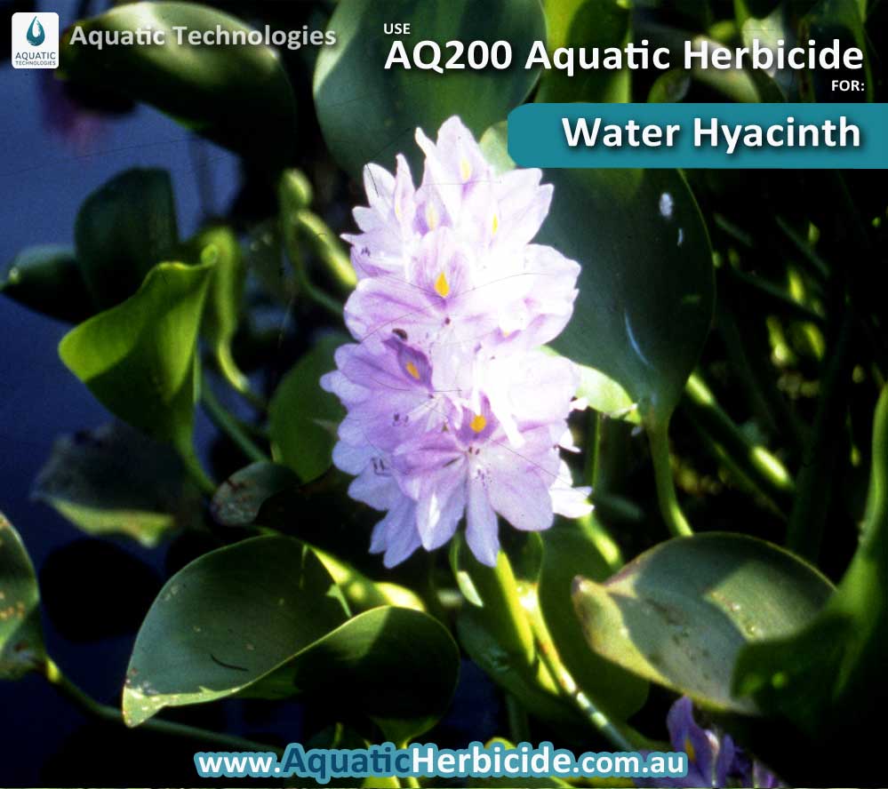 aquatic-technologies-herbicide-waterhyacinth-04