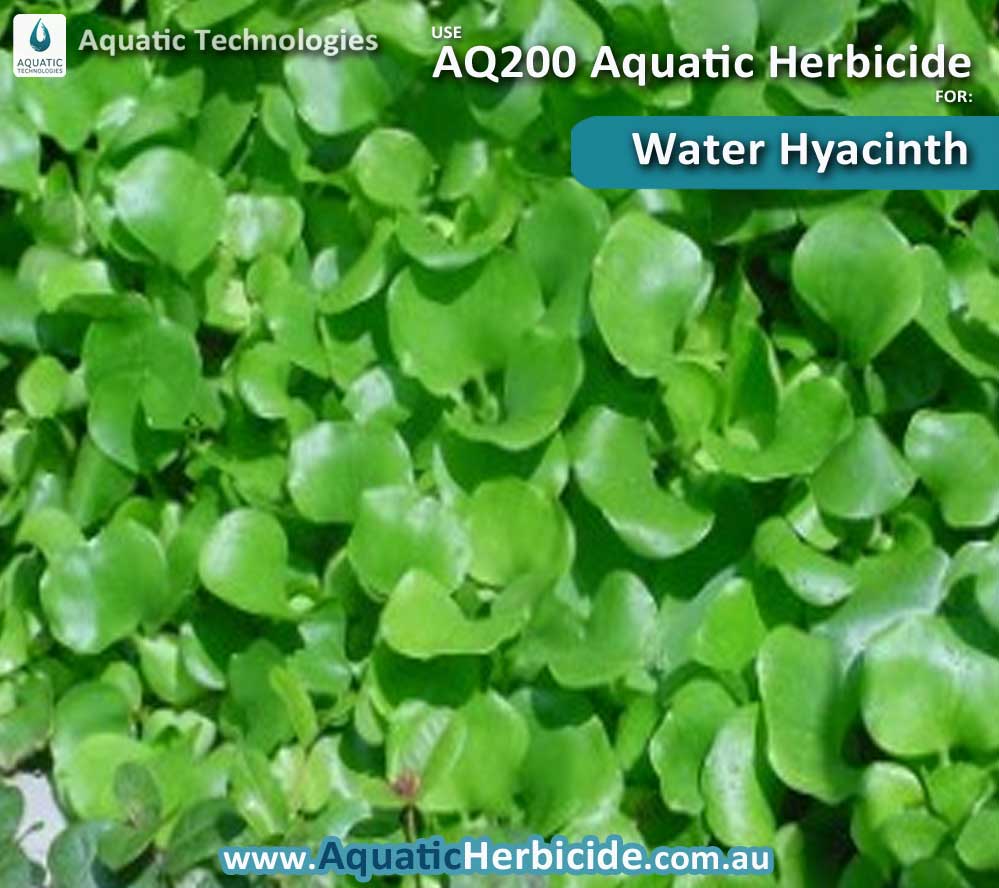 aquatic-technologies-herbicide-waterhyacinth-06